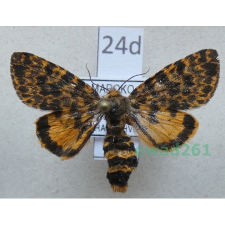 Maurica joiceyi (Talbot, 1928) female ex. ovo Morocco24d